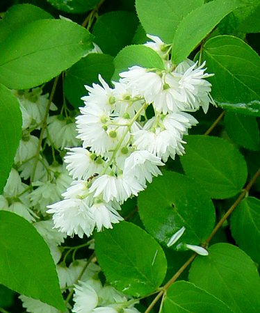 دوتزیا اِسکابرا